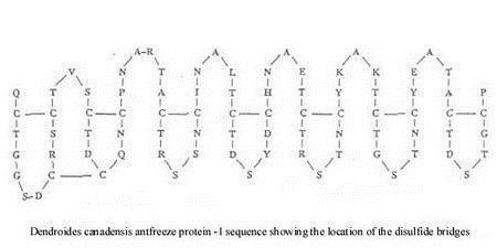 Antifreeze Protein - image credit Professor John Duman