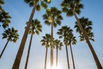 Photo of Palm Trees