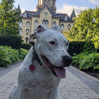 Rusty In Front Of The Golden Dome Main Building