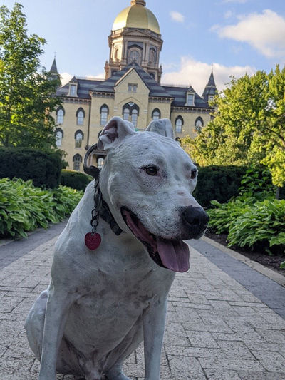 Rusty In Front Of The Golden Dome Main Building
